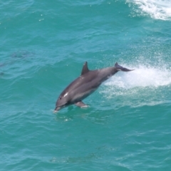 Tursiops truncatus at Point Lookout, QLD - 14 Nov 2023 01:26 PM