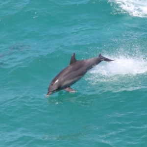 Tursiops truncatus at Point Lookout, QLD - 14 Nov 2023