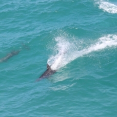 Tursiops truncatus at Point Lookout, QLD - 14 Nov 2023