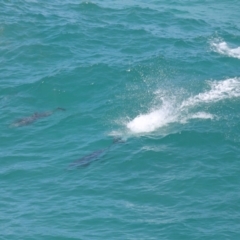 Tursiops truncatus at Point Lookout, QLD - 14 Nov 2023 01:26 PM