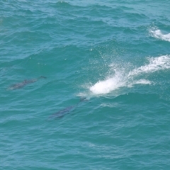 Tursiops truncatus at Point Lookout, QLD - 14 Nov 2023