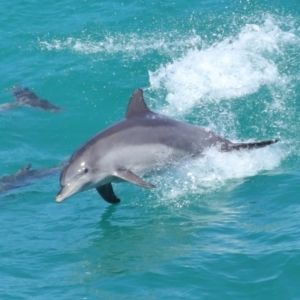 Tursiops truncatus at Point Lookout, QLD - 14 Nov 2023