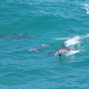 Tursiops truncatus at Point Lookout, QLD - 14 Nov 2023 01:34 PM