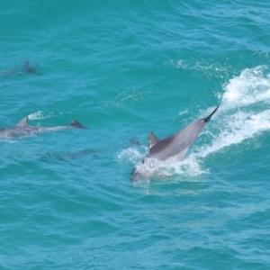 Tursiops truncatus at Point Lookout, QLD - 14 Nov 2023