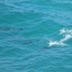 Tursiops truncatus at Point Lookout, QLD - 14 Nov 2023