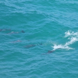 Tursiops truncatus at Point Lookout, QLD - 14 Nov 2023 01:34 PM