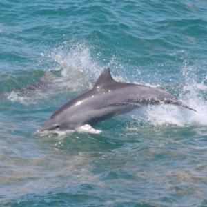 Tursiops truncatus at Point Lookout, QLD - 14 Nov 2023 01:27 PM