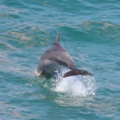 Tursiops truncatus at Point Lookout, QLD - 14 Nov 2023 01:27 PM