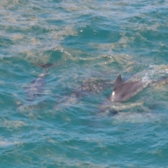 Tursiops truncatus at Point Lookout, QLD - 14 Nov 2023 01:27 PM