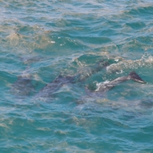 Tursiops truncatus at Point Lookout, QLD - 14 Nov 2023 01:27 PM