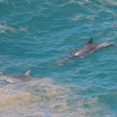 Tursiops truncatus at Point Lookout, QLD - 14 Nov 2023 01:27 PM