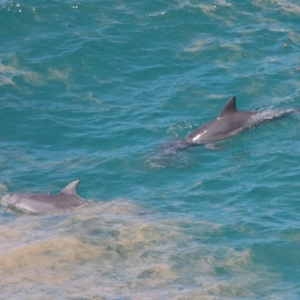 Tursiops truncatus at Point Lookout, QLD - 14 Nov 2023 01:27 PM