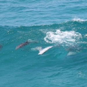 Tursiops truncatus at Point Lookout, QLD - 14 Nov 2023