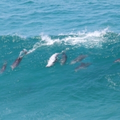 Tursiops truncatus at Point Lookout, QLD - 14 Nov 2023