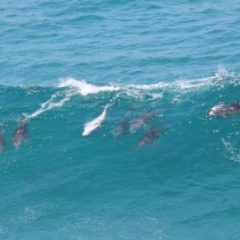 Tursiops truncatus at Point Lookout, QLD - 14 Nov 2023