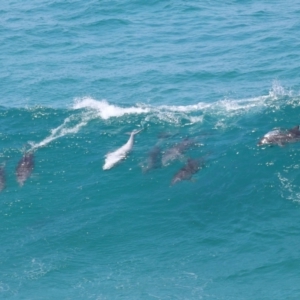 Tursiops truncatus at Point Lookout, QLD - 14 Nov 2023 01:30 PM