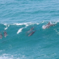 Tursiops truncatus at Point Lookout, QLD - 14 Nov 2023 01:30 PM