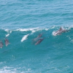 Tursiops truncatus at Point Lookout, QLD - 14 Nov 2023