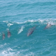 Tursiops truncatus at Point Lookout, QLD - 14 Nov 2023