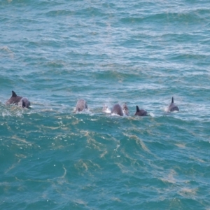 Tursiops truncatus at Point Lookout, QLD - 14 Nov 2023 01:27 PM