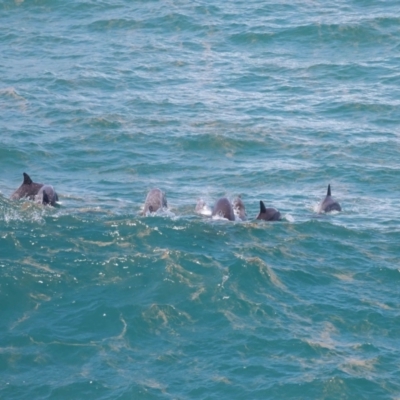 Tursiops truncatus (Bottlenose Dolphin) at Point Lookout, QLD - 14 Nov 2023 by TimL