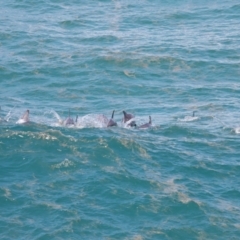 Tursiops truncatus at Point Lookout, QLD - 14 Nov 2023 01:27 PM