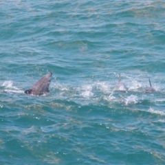 Tursiops truncatus at Point Lookout, QLD - 14 Nov 2023 01:27 PM