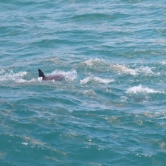 Tursiops truncatus at Point Lookout, QLD - 14 Nov 2023 01:27 PM