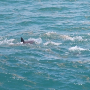 Tursiops truncatus at Point Lookout, QLD - 14 Nov 2023 01:27 PM