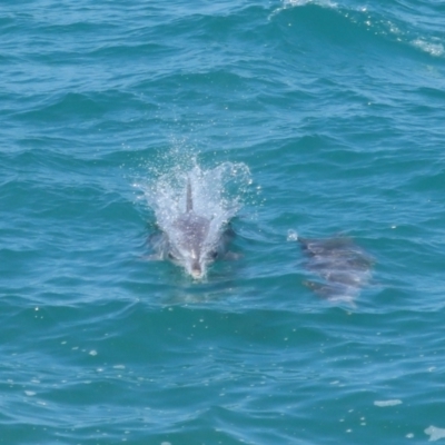 Tursiops truncatus (Bottlenose Dolphin) at Point Lookout, QLD - 14 Nov 2023 by TimL