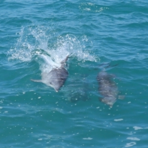 Tursiops truncatus at Point Lookout, QLD - 14 Nov 2023