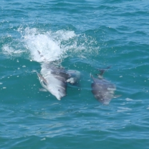 Tursiops truncatus at Point Lookout, QLD - 14 Nov 2023 01:32 PM