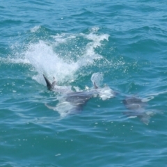 Tursiops truncatus at Point Lookout, QLD - 14 Nov 2023 01:32 PM