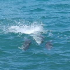 Tursiops truncatus at Point Lookout, QLD - 14 Nov 2023 01:32 PM