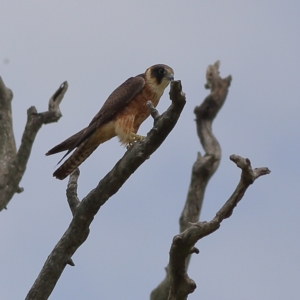 Falco longipennis at Dunlop Grasslands - 21 Nov 2023