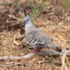 Ocyphaps lophotes (Crested Pigeon) at Dunlop Grasslands - 21 Nov 2023 by MichaelWenke