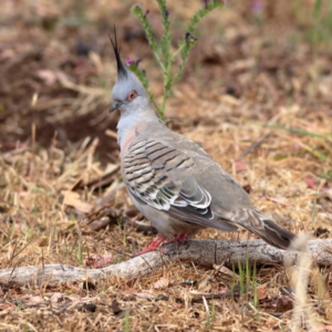 Ocyphaps lophotes at Dunlop Grasslands - 21 Nov 2023