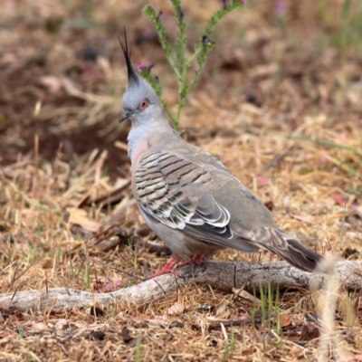 Ocyphaps lophotes (Crested Pigeon) at Dunlop Grasslands - 20 Nov 2023 by Trevor