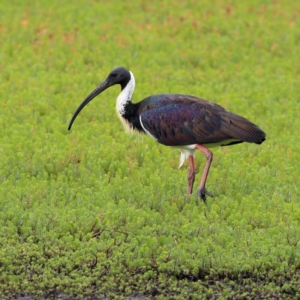 Threskiornis spinicollis at Dunlop Grasslands - 21 Nov 2023 10:07 AM