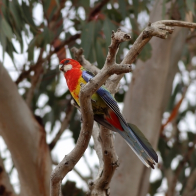 Platycercus eximius (Eastern Rosella) at Dunlop Grasslands - 20 Nov 2023 by Trevor