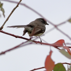 Rhipidura albiscapa (Grey Fantail) at Dunlop Grasslands - 21 Nov 2023 by MichaelWenke