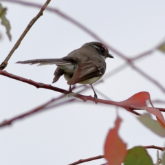 Rhipidura albiscapa (Grey Fantail) at Dunlop Grasslands - 20 Nov 2023 by Trevor