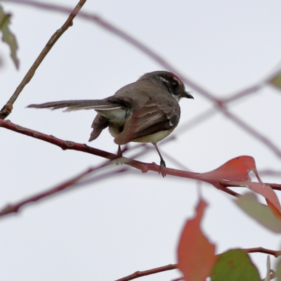 Rhipidura albiscapa (Grey Fantail) at Dunlop Grasslands - 21 Nov 2023 by MichaelWenke