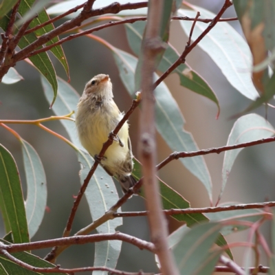 Smicrornis brevirostris (Weebill) at Dunlop Grasslands - 21 Nov 2023 by MichaelWenke