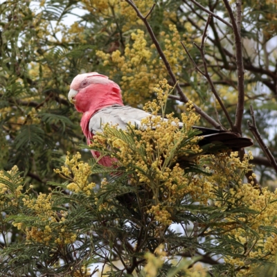 Eolophus roseicapilla (Galah) at Dunlop, ACT - 20 Nov 2023 by Trevor