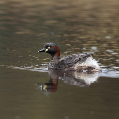 Tachybaptus novaehollandiae (Australasian Grebe) at Fraser, ACT - 21 Nov 2023 by Trevor