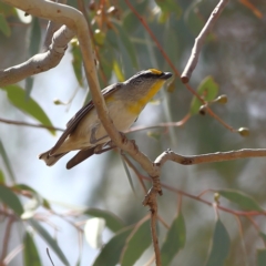 Pardalotus striatus (Striated Pardalote) at Dunlop Grasslands - 21 Nov 2023 by MichaelWenke