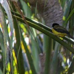 Pachycephala pectoralis contempta (Lord Howe Golden Whistler) at Lord Howe Island Permanent Park - 16 Oct 2023 by Darcy