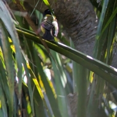 Pachycephala pectoralis contempta at Lord Howe Island Permanent Park - suppressed