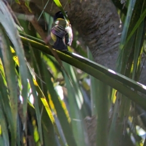 Pachycephala pectoralis contempta at Lord Howe Island Permanent Park - suppressed